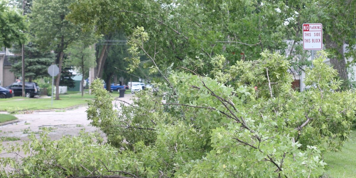 Grand Forks, East Grand Forks Begin Storm Clean-Up After Powerful Winds Cause Tree Damage