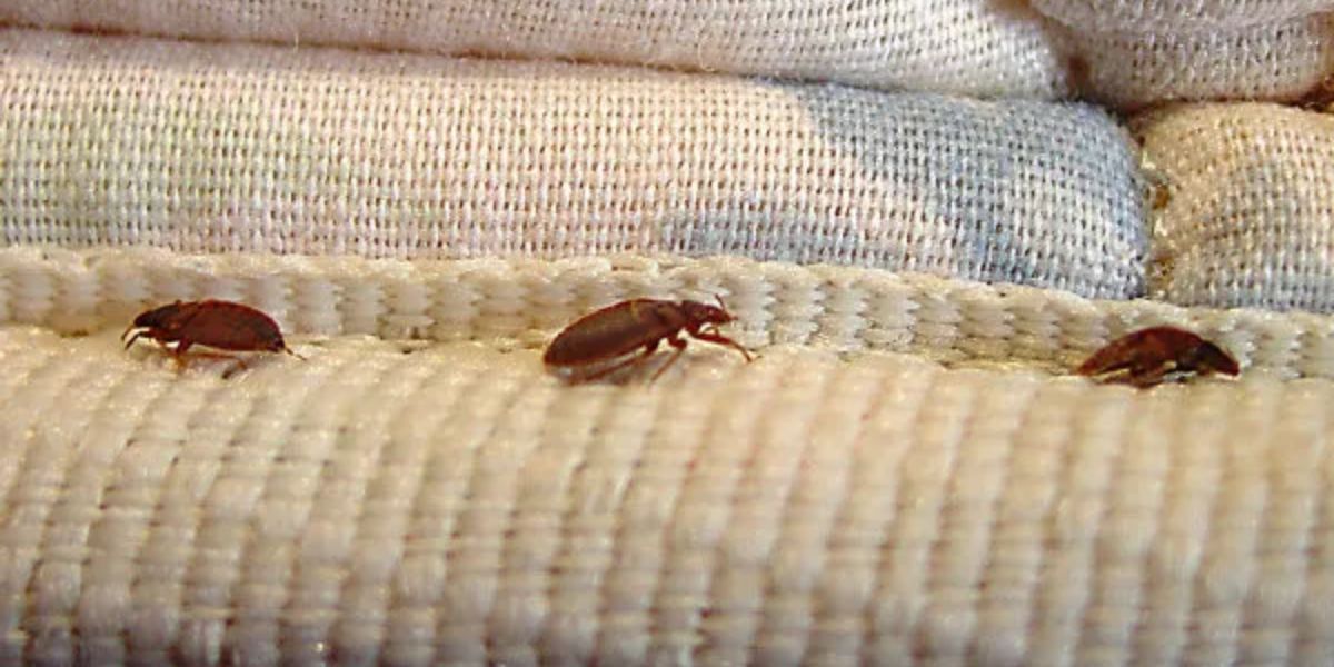 Insect Invasion Five Kentucky Cities Combating Bed Bug Onslaught