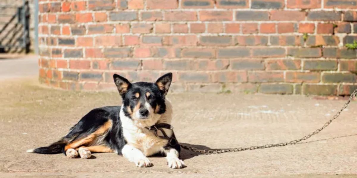 Is It Illegal to Leave Your Pet Chained Outside in Wisconsin Here's What the Law Says