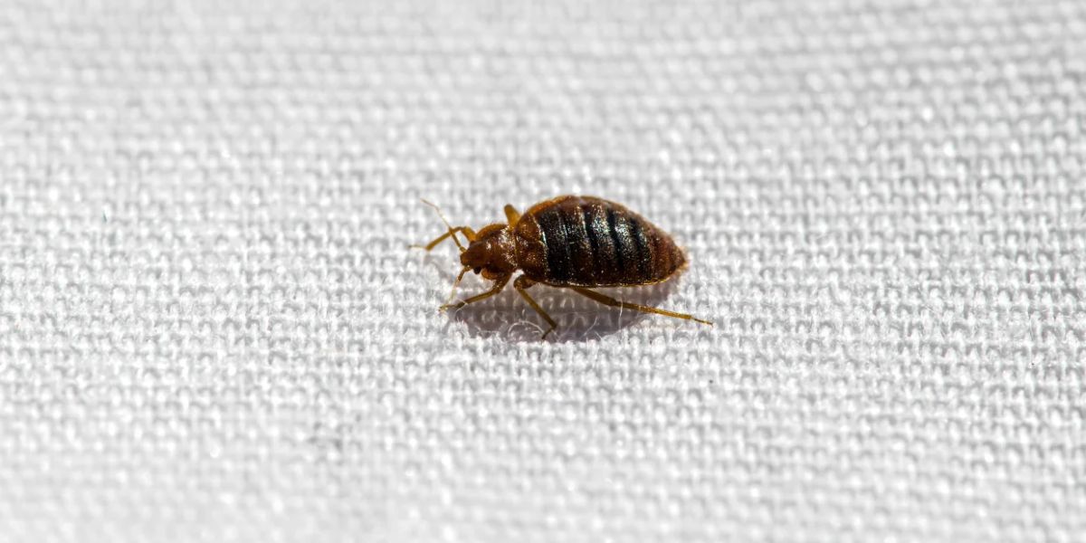 Bed Bug Surge 2025 These 5 Tennessee Cities Are Facing the Worst Infestations
